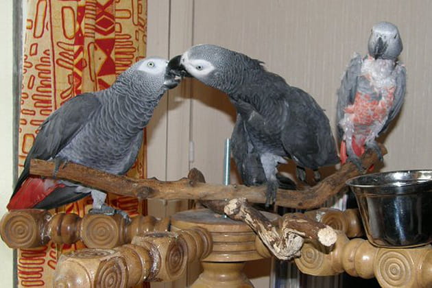 Choisie par son perroquet