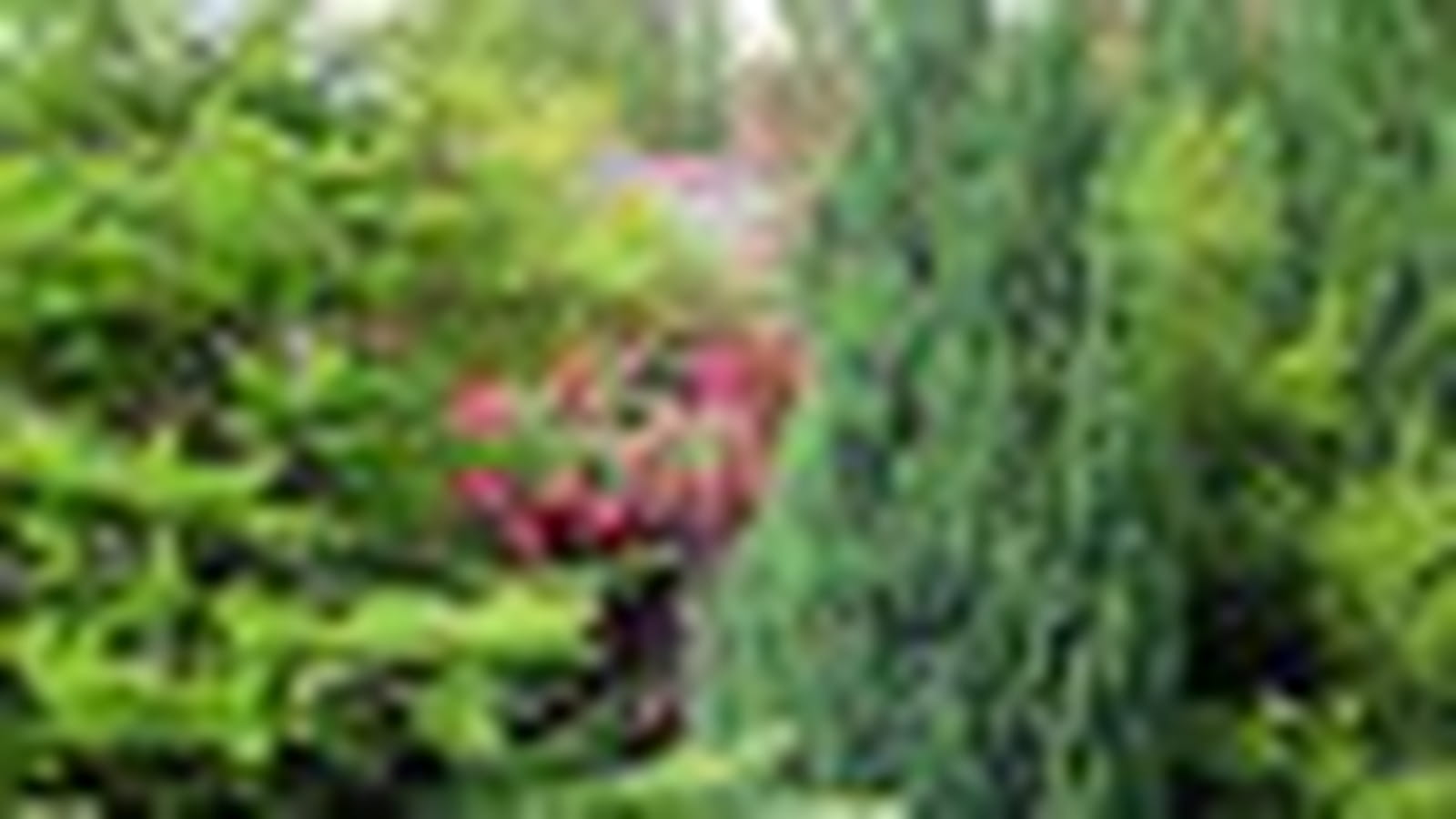 Jardins les plus florissants