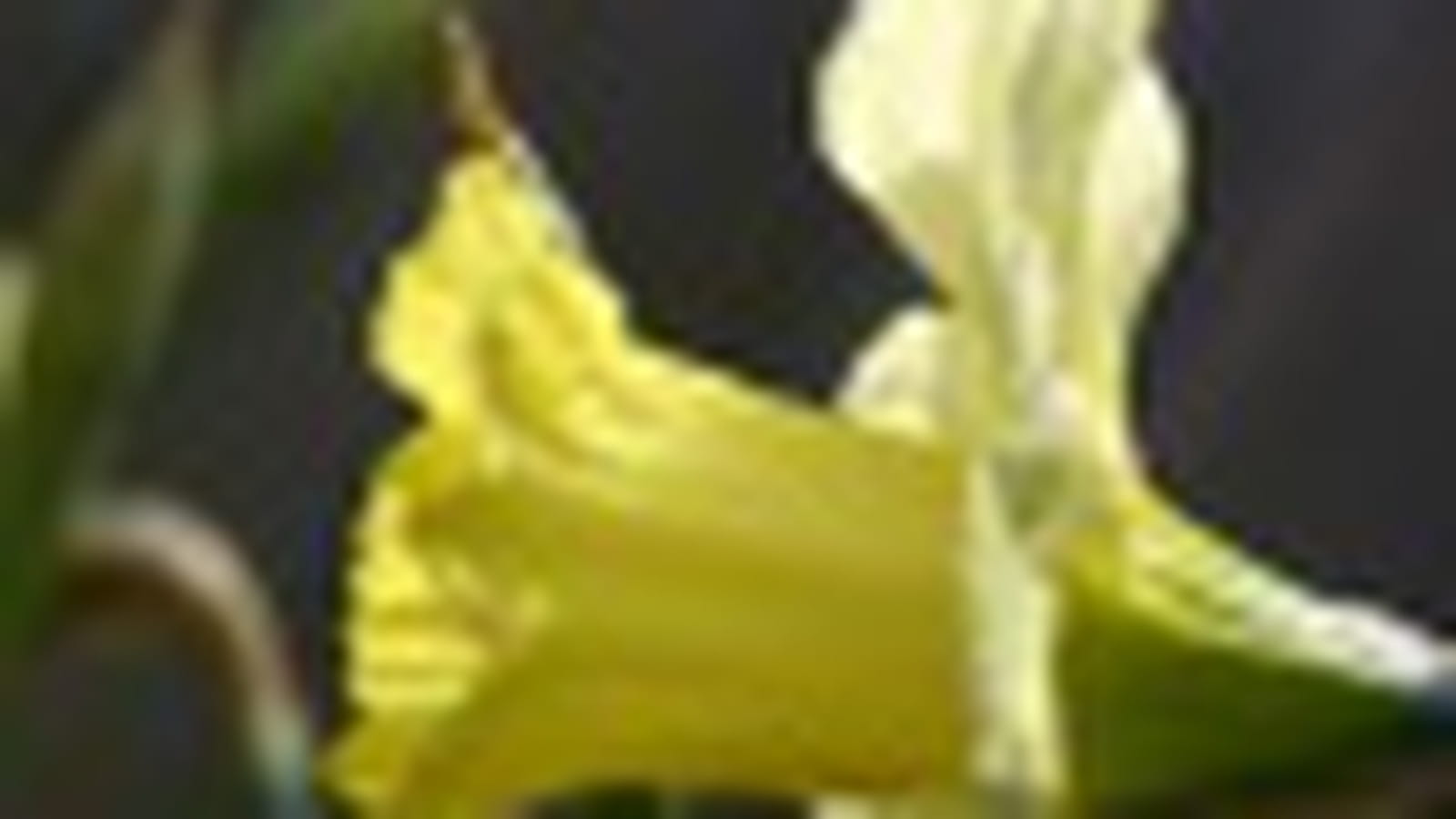 Jonquilles