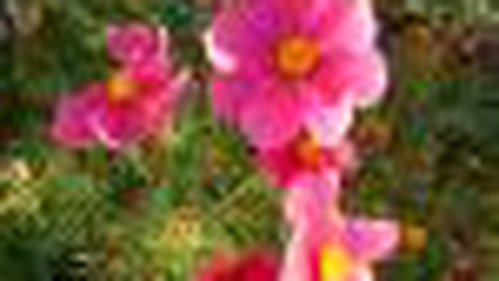 Cosmos