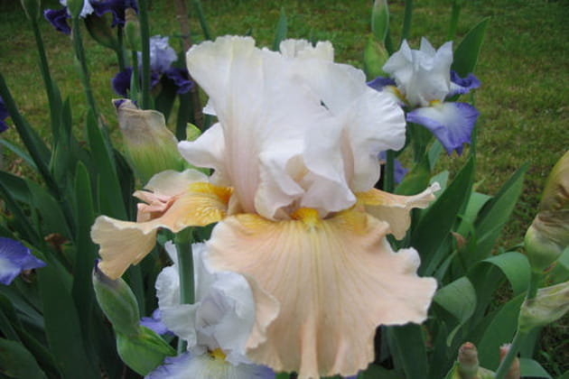 Champagne élégance