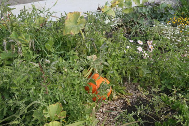 Un potiron bien rond