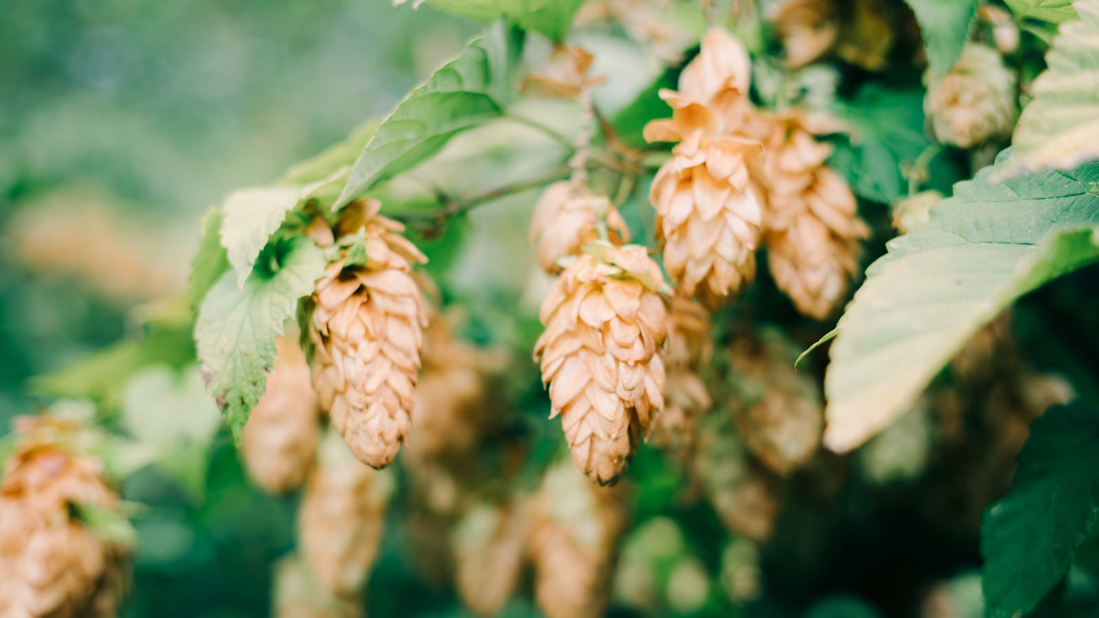 Houblon doré 