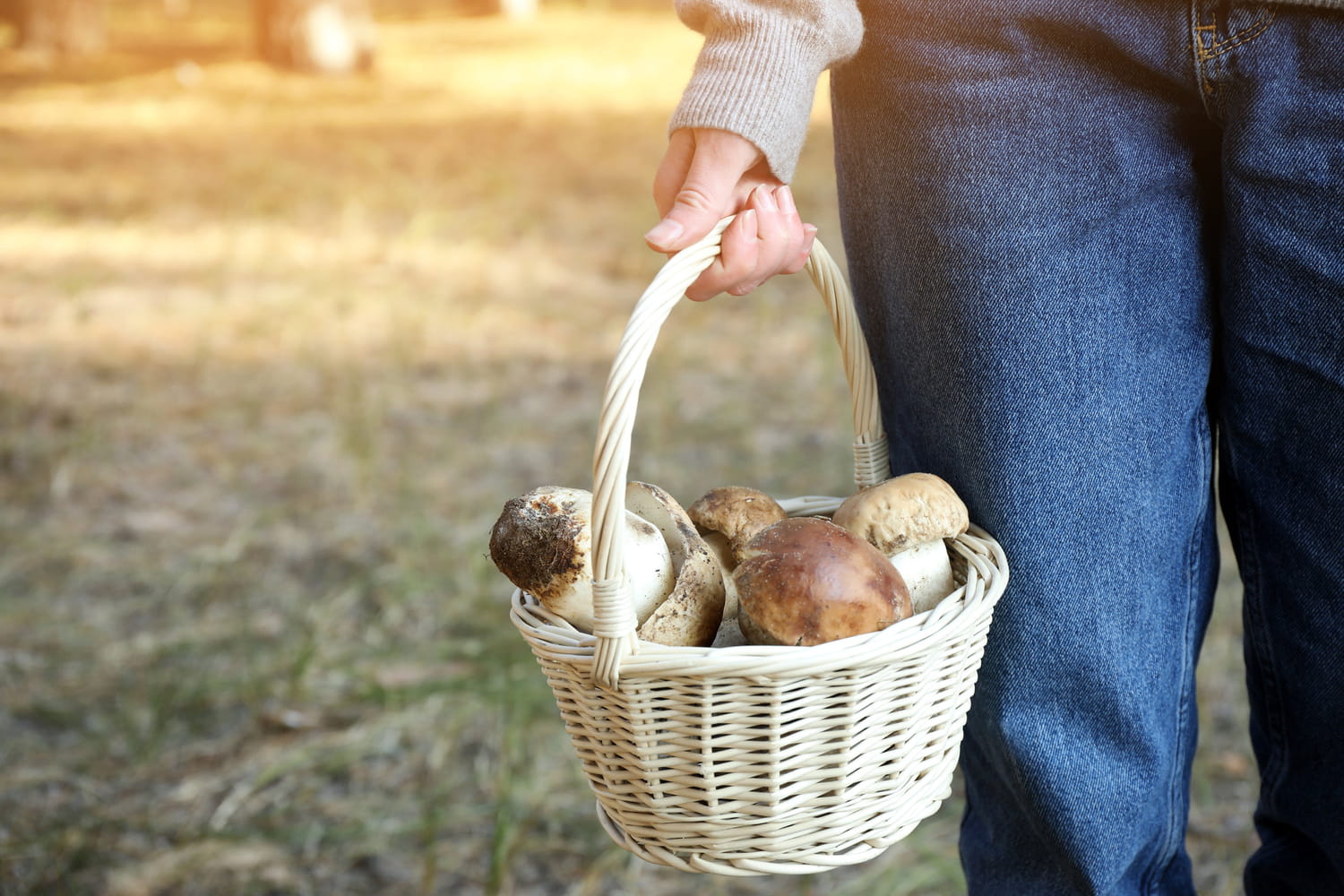 Cueillette des champignons : comment éviter l'intoxication