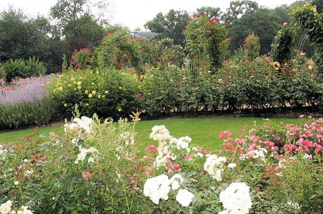 Un jardin de roses