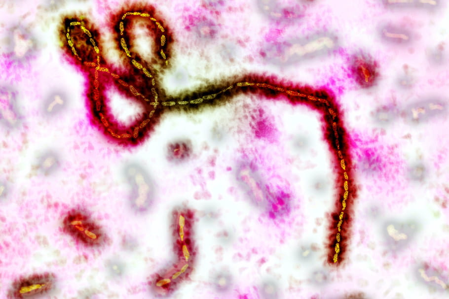 Une protéine constitue un nouvel espoir dans la lutte contre Ebola