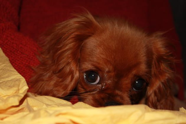 L'aisance naturelle de Foska