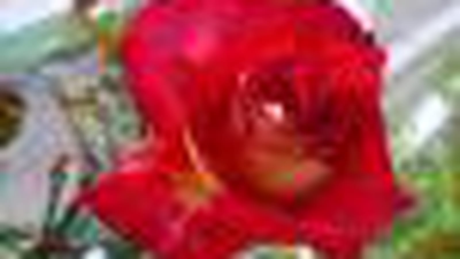Rose Bolchoï