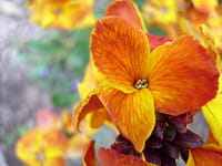 erysimum helmi heiner