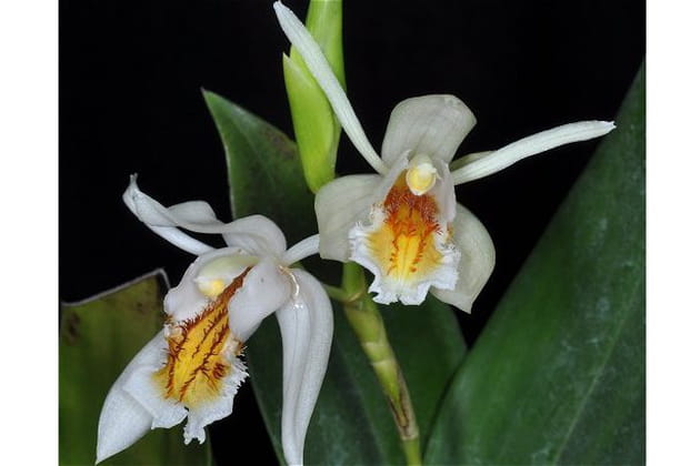 L'original Coelogyne sanderae