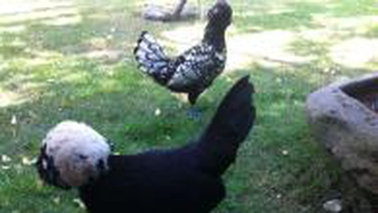 Poules d'ornement