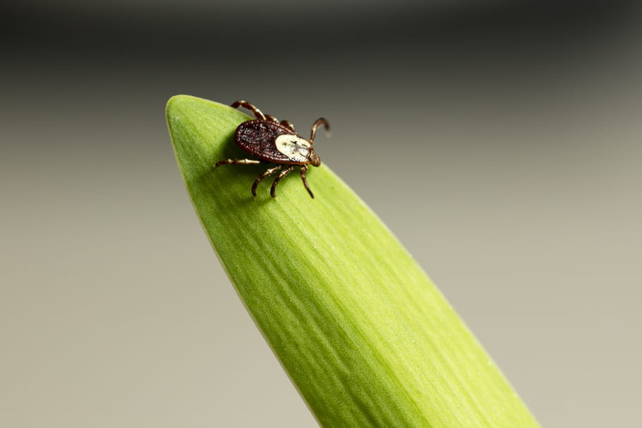 Un plan d'action de l'État contre la borréliose de Lyme