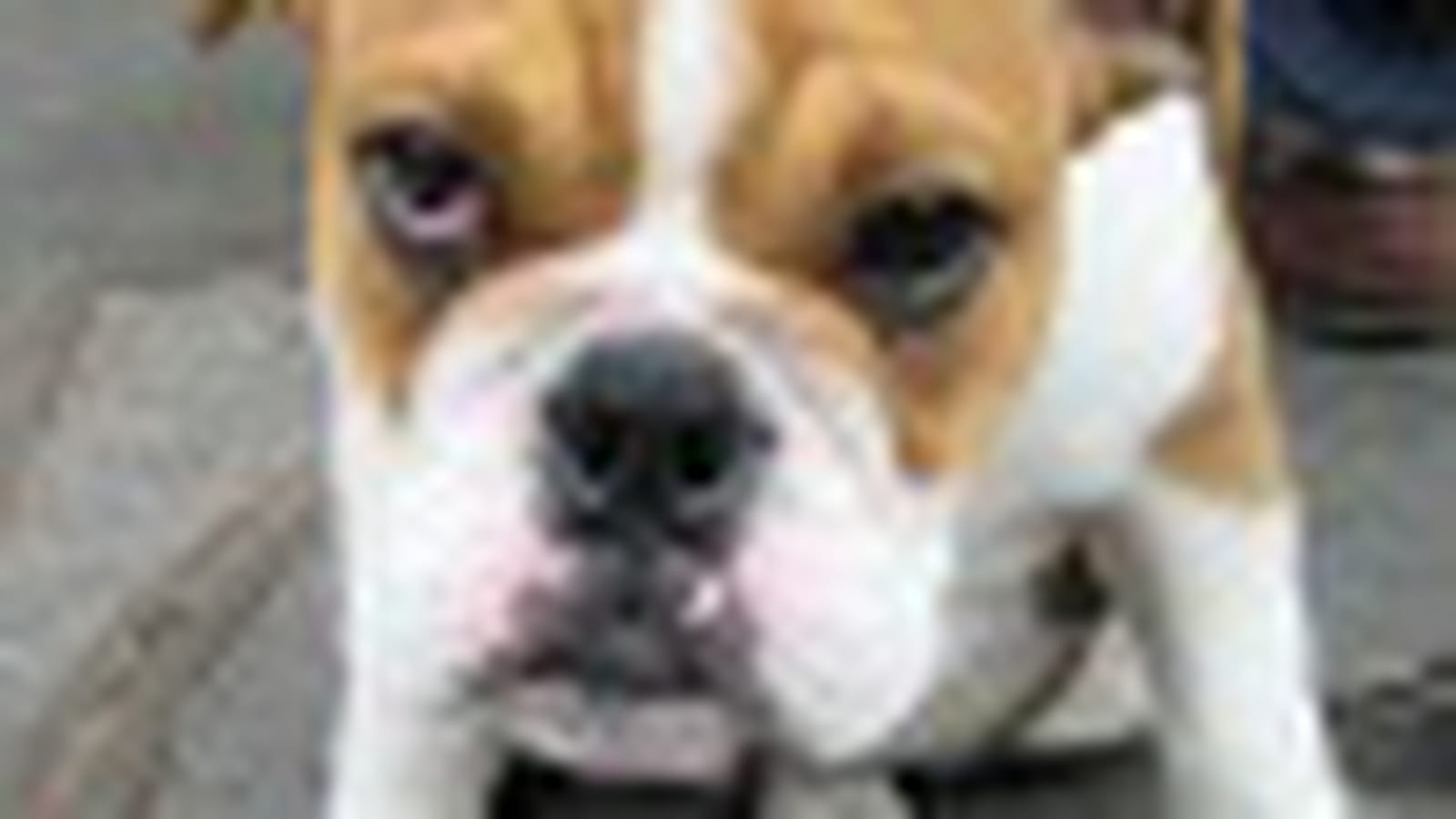 Bulldog anglais