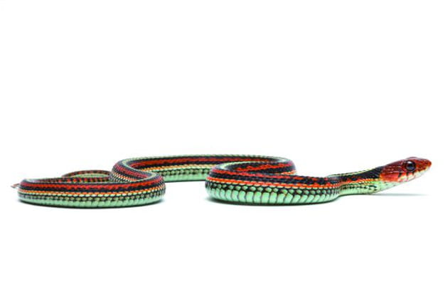 Un serpent-jarretière qui mérite bien son nom