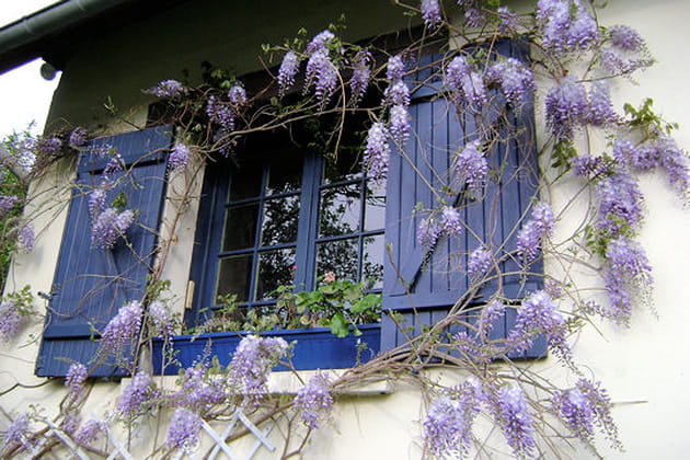 Le charme de la glycine