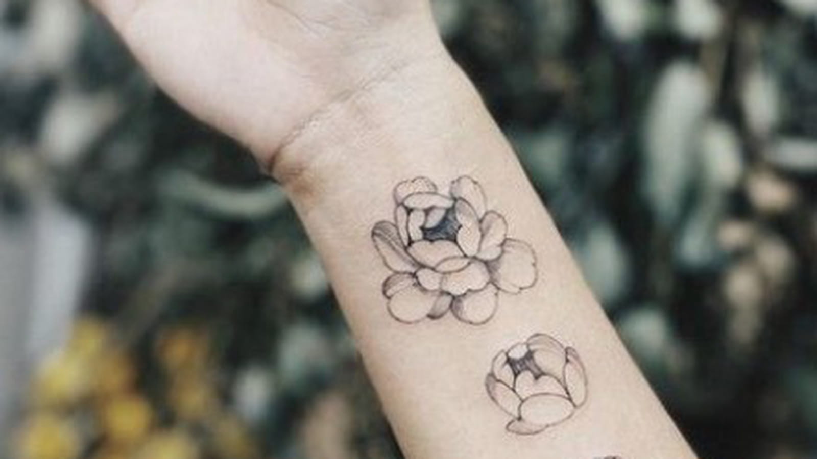 Eclosion de pivoine