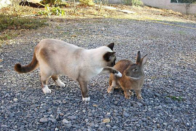 De vrais catcheurs professionnels