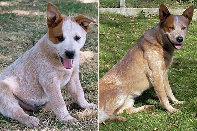 Le bouvier australien