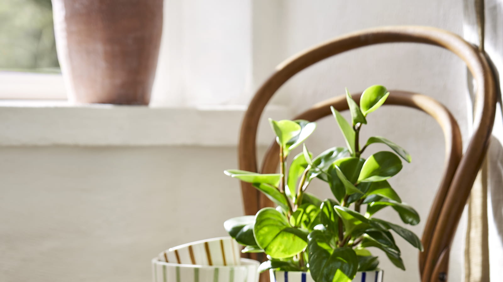 Des pots de fleurs fraîchement rayés 
