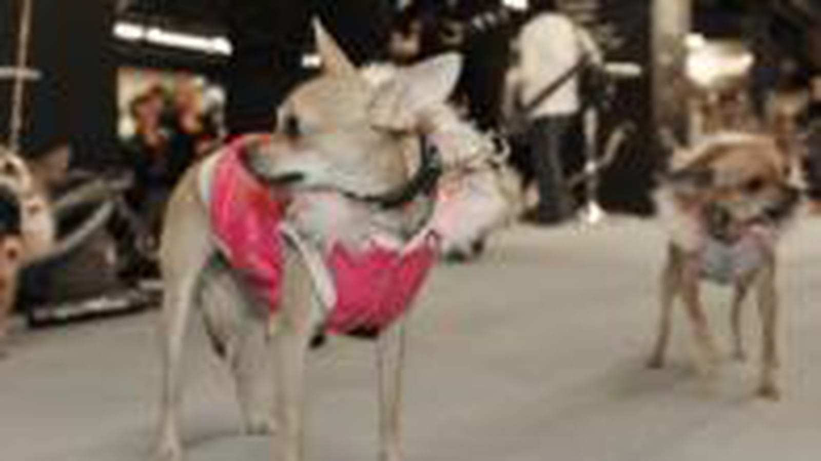 Fashion Dog weekend
