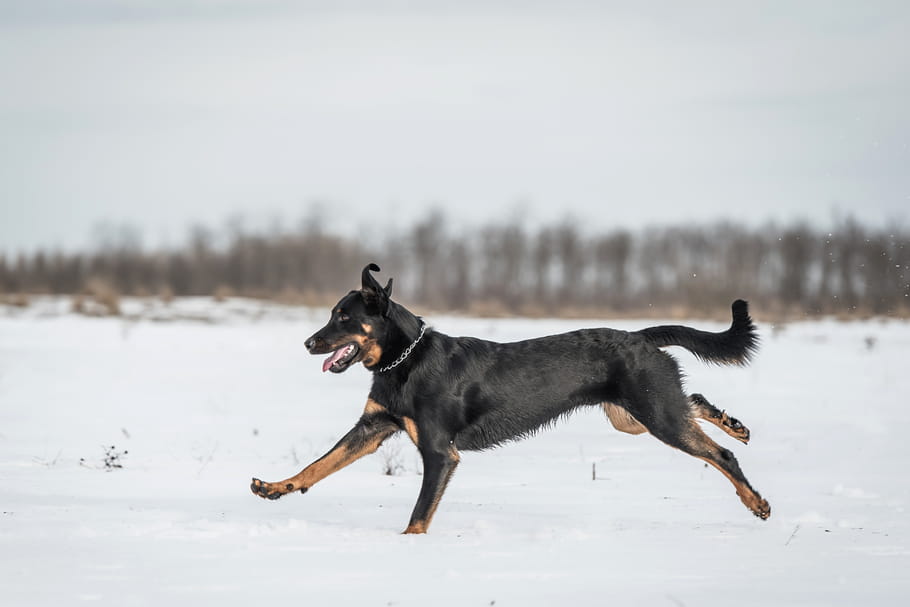 Beauceron