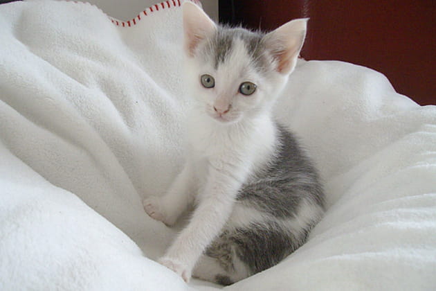 Gris&eacute;a, une douce tigresse