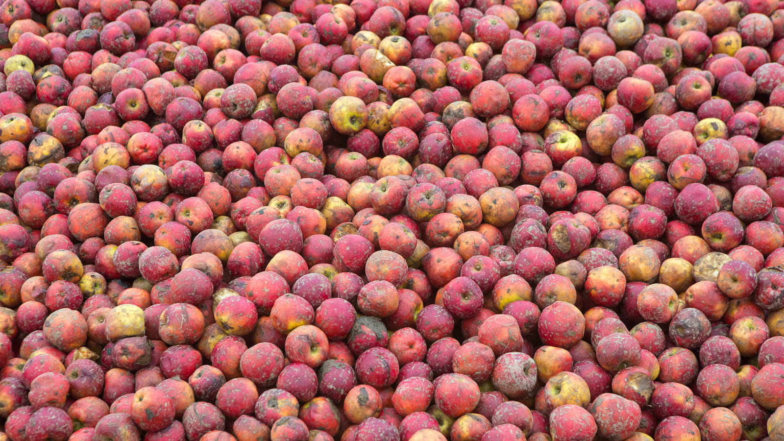 Pommes Bio