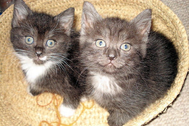 Les b&eacute;b&eacute;s de Chipoune