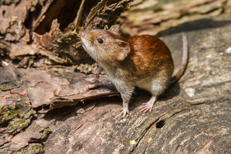 Hantavirus : symptômes, transmission, est-ce un cousin du coronavirus ?