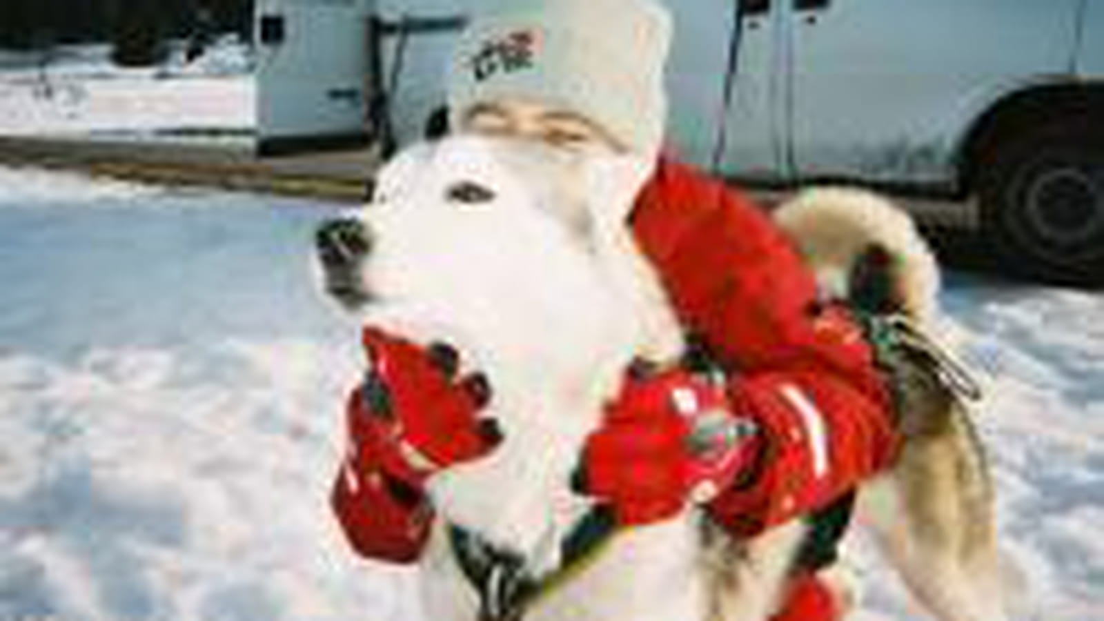 Avec un husky