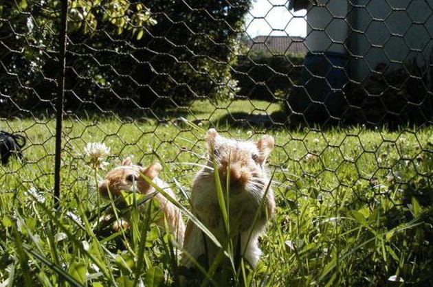 Gerbilles en excursion