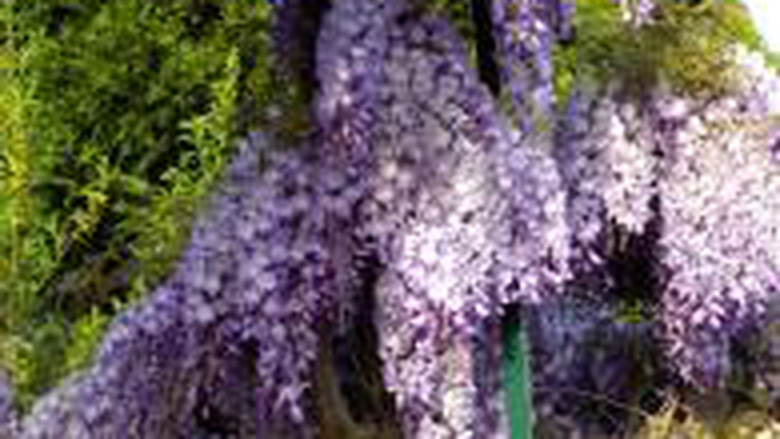 Glycine