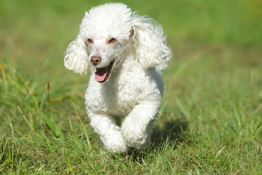 Caniche