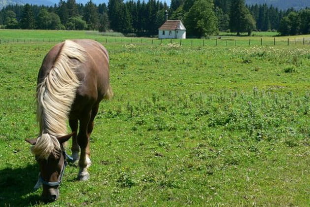 Un cheval allemand
