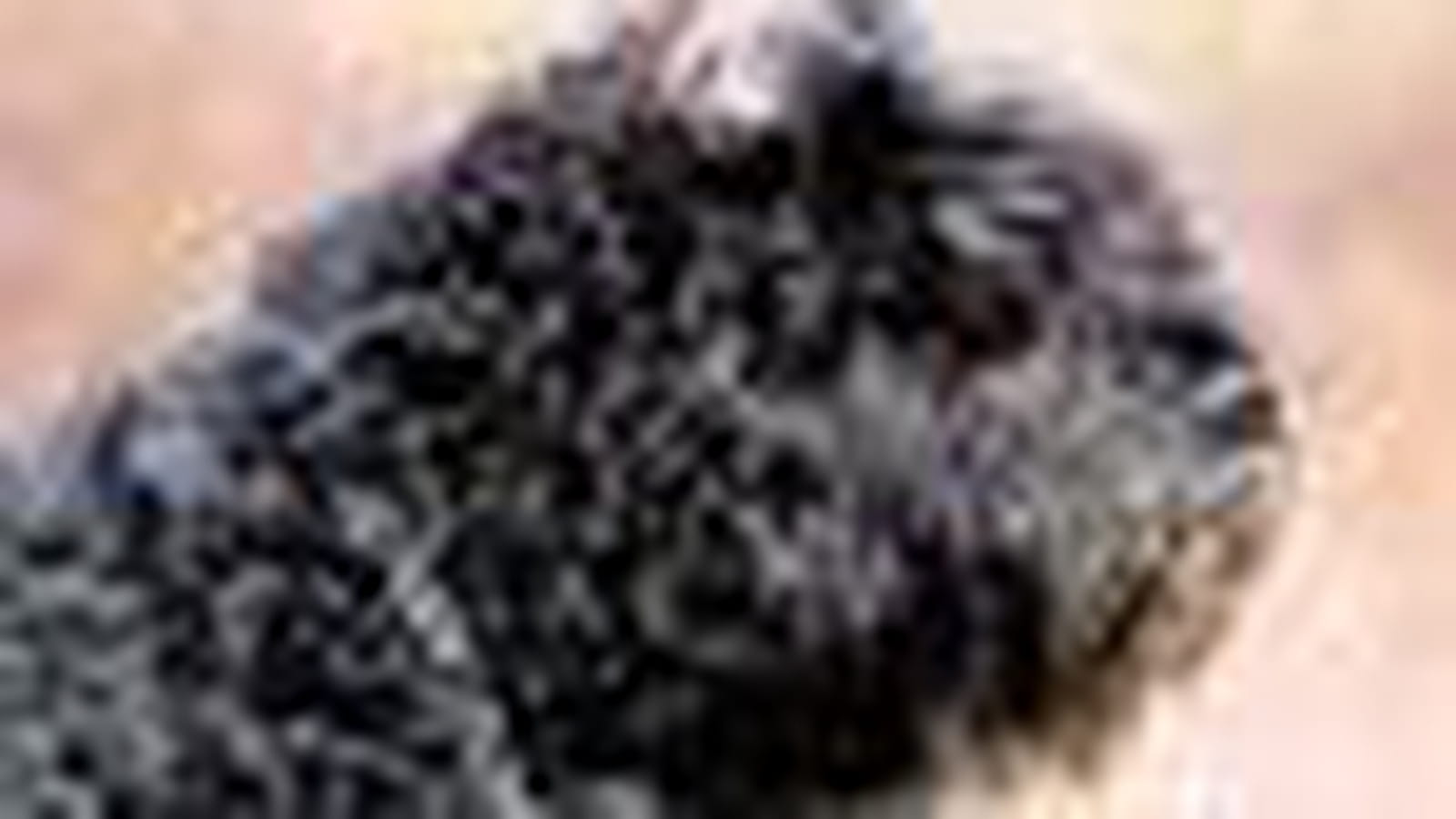 Bouvier des Flandres
