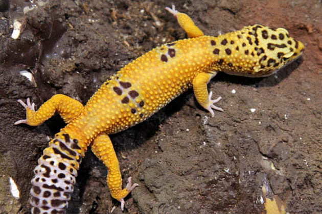 Un lézard du désert