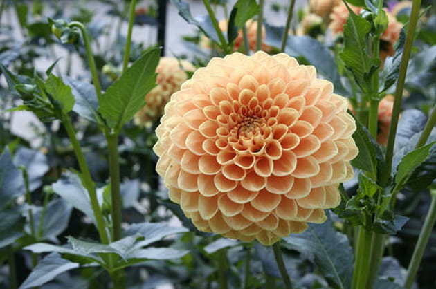 Le dahlia pompon