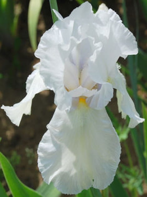 Au jardin des plantes