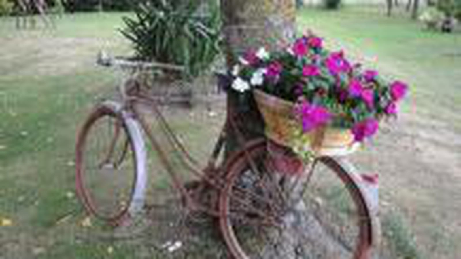 Impatiens