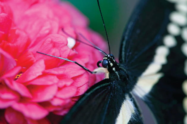 Semer des fleurs mellifères