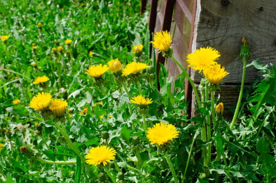 Ce geste tr&egrave;s simple permet d'&eacute;viter une invasion de pissenlits au jardin et il faut le faire au bon moment