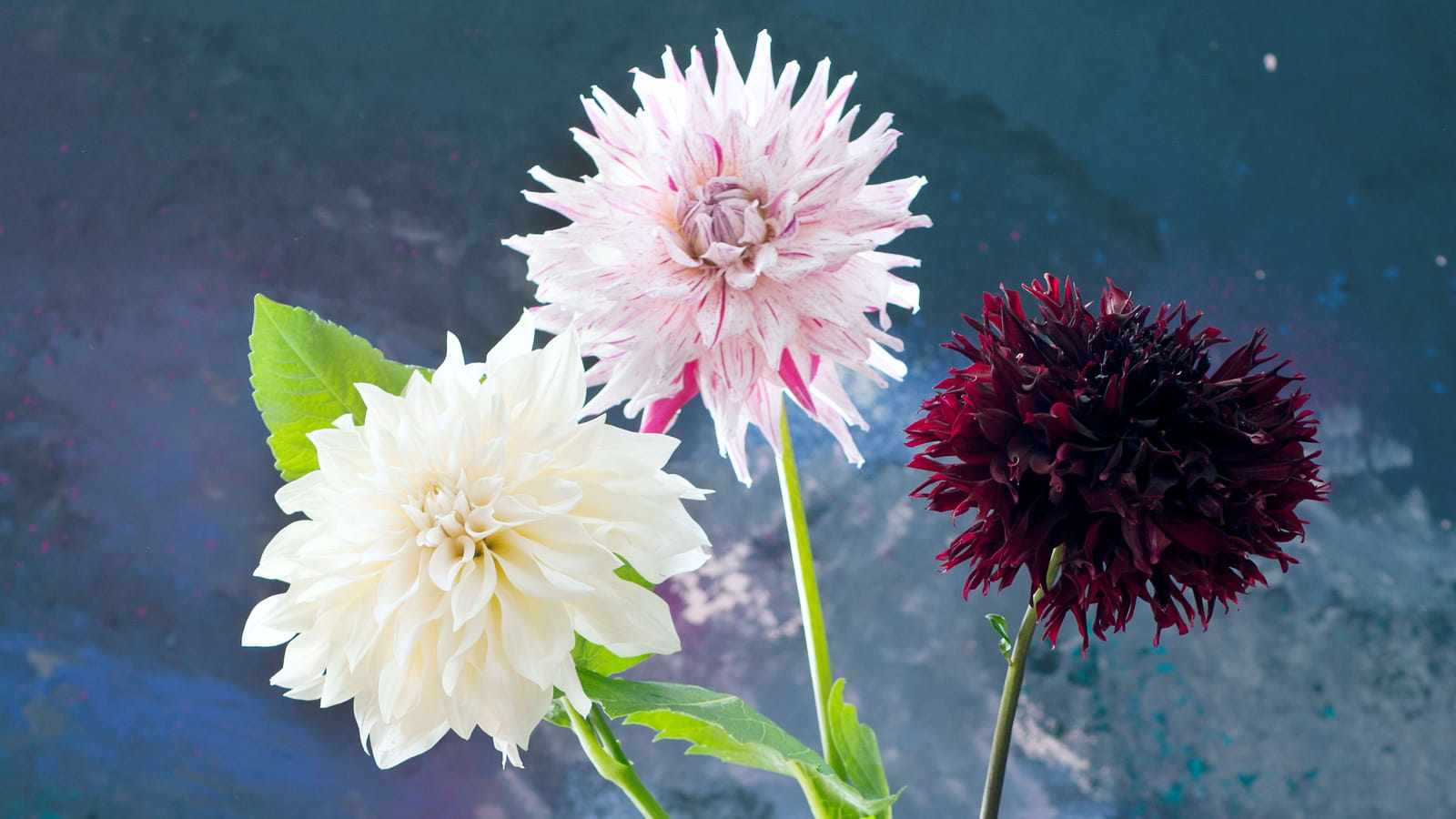 Dahlias cactus