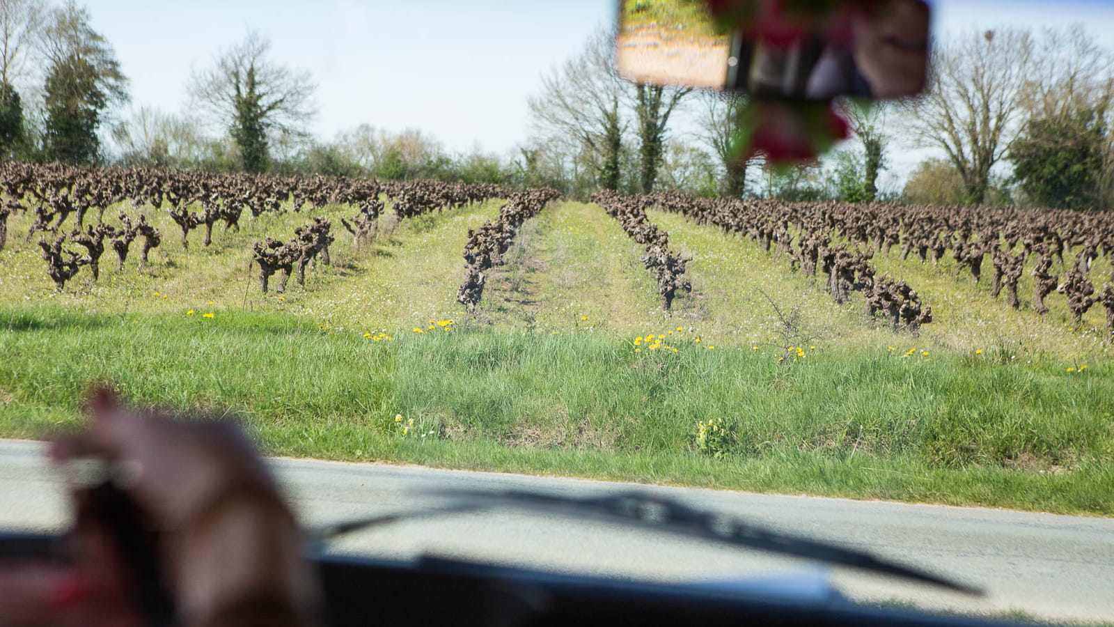 Vignes