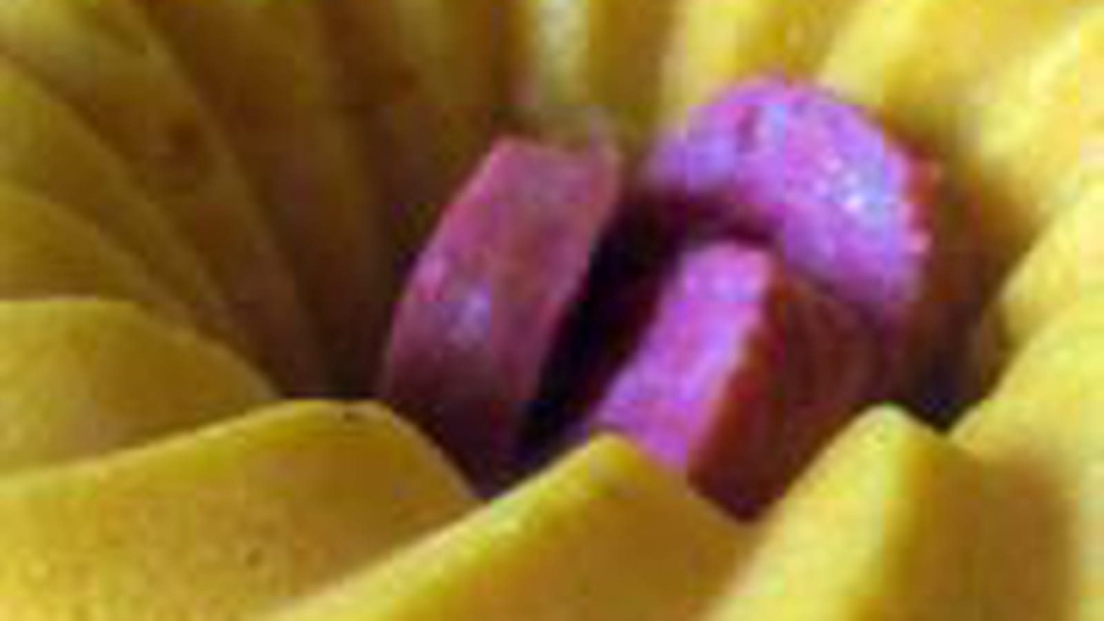 Couronne de polenta