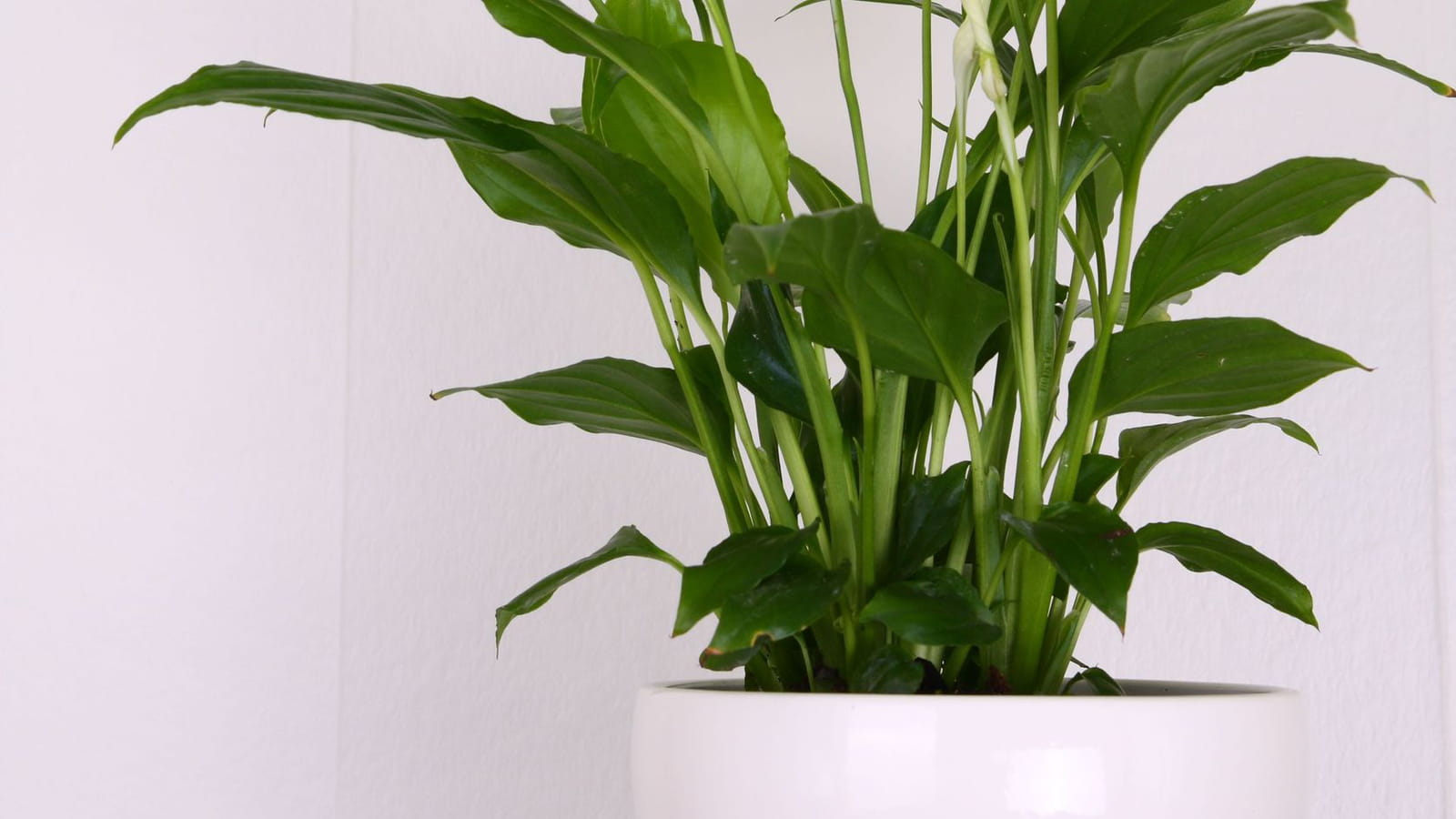 Spathiphyllum
