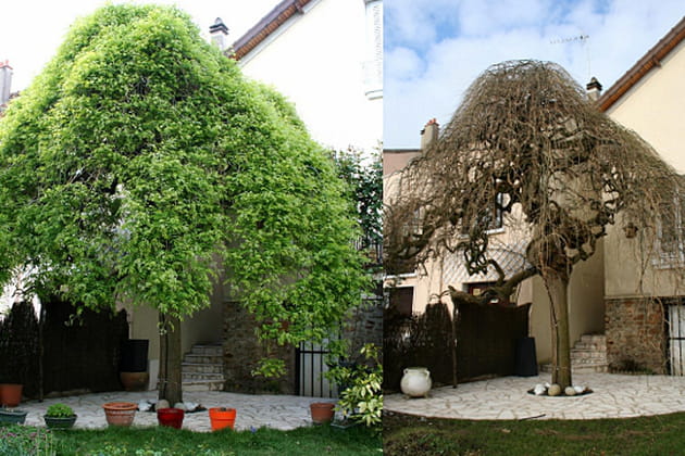 Un majestueux sophora