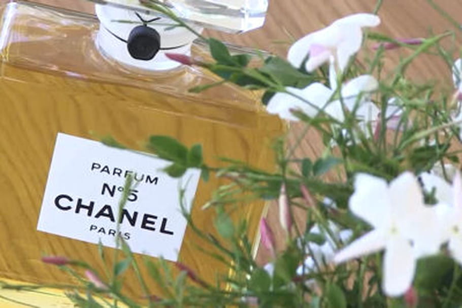 N°5 Chanel : Au coeur de la cueillette du Jasmin de Grasse