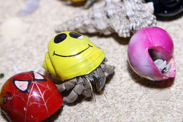 Coquillage fantaisie