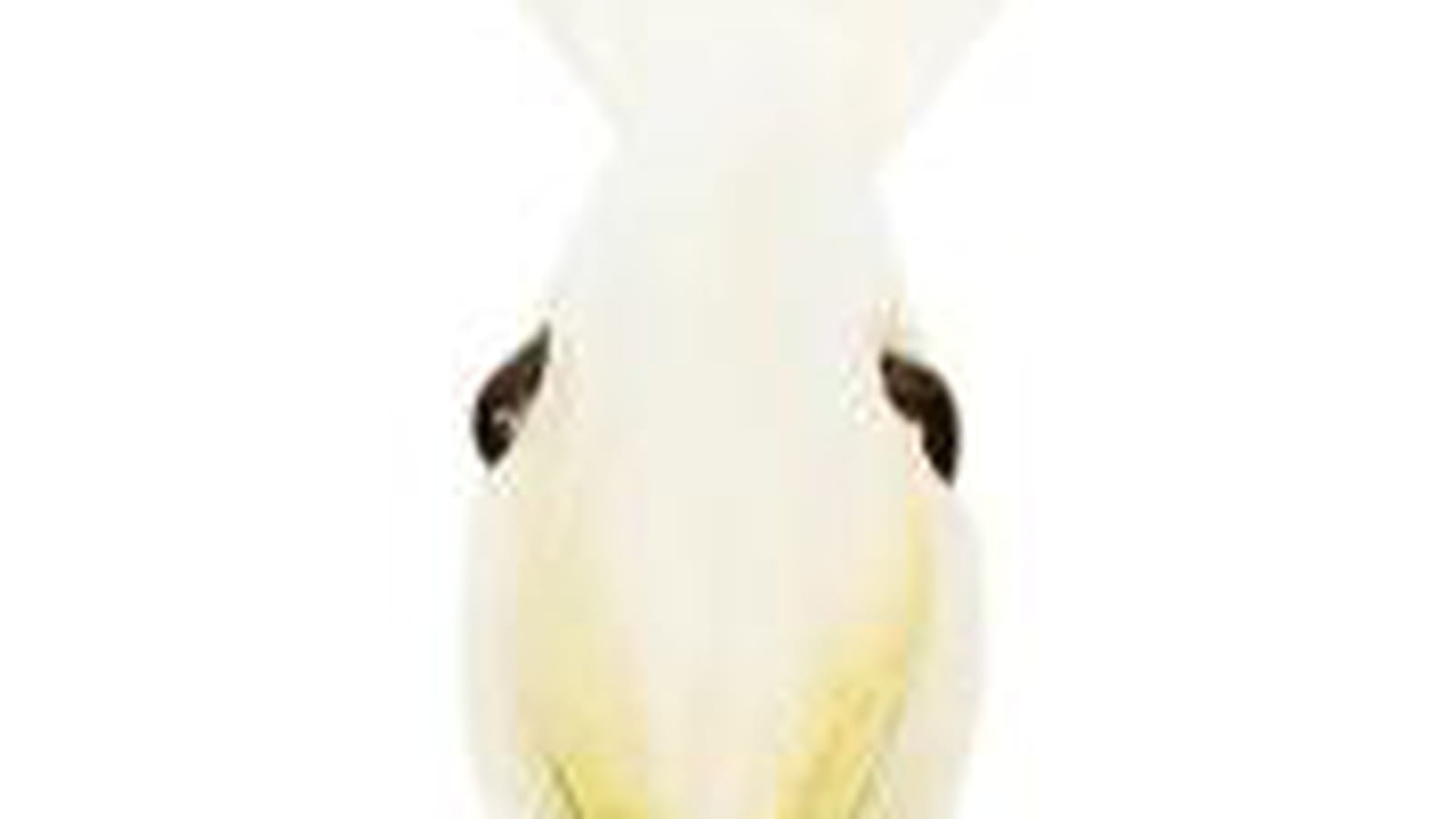 Lapin endive