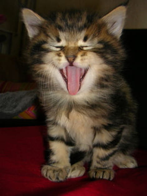 C'est quand la sieste&nbsp;?